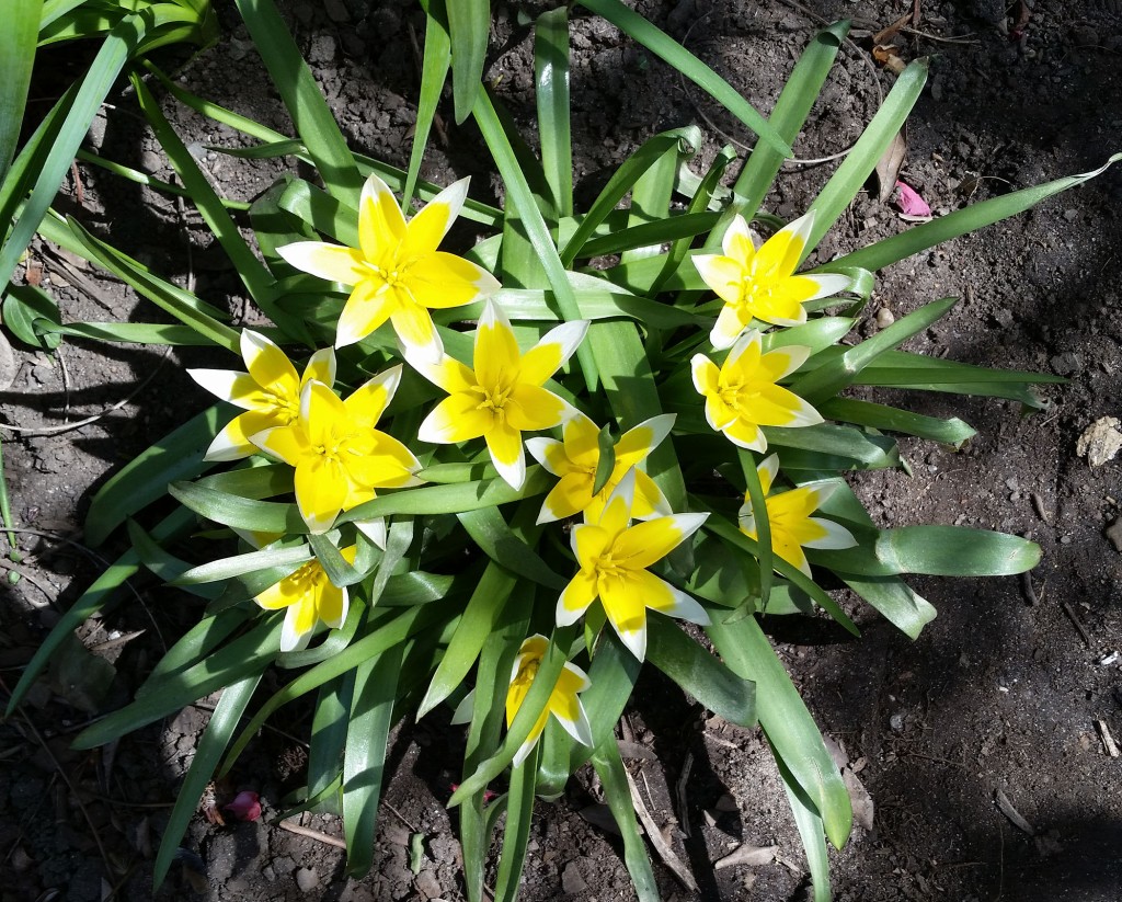 yellow tulips