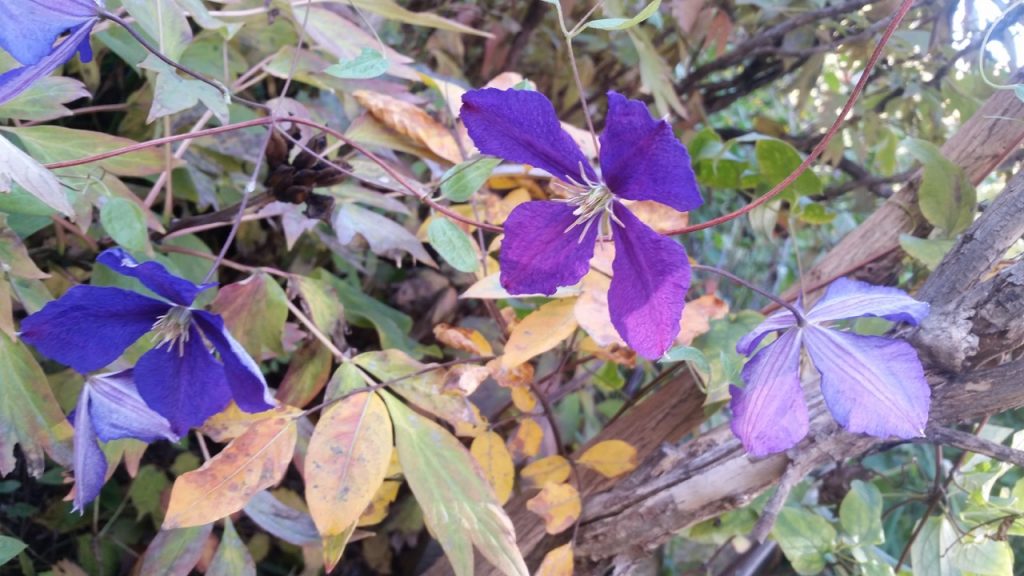 20161110_092951