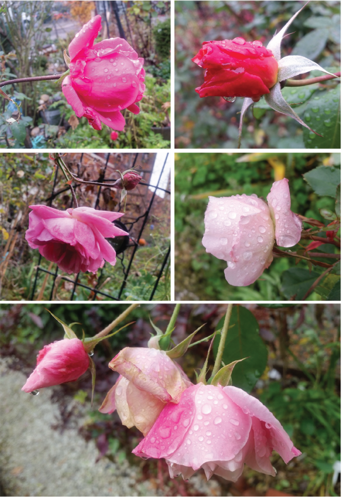 roses-in-the-rain